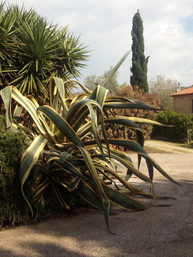 Case Cordovani Magliano in Toscana Ngoại thất bức ảnh